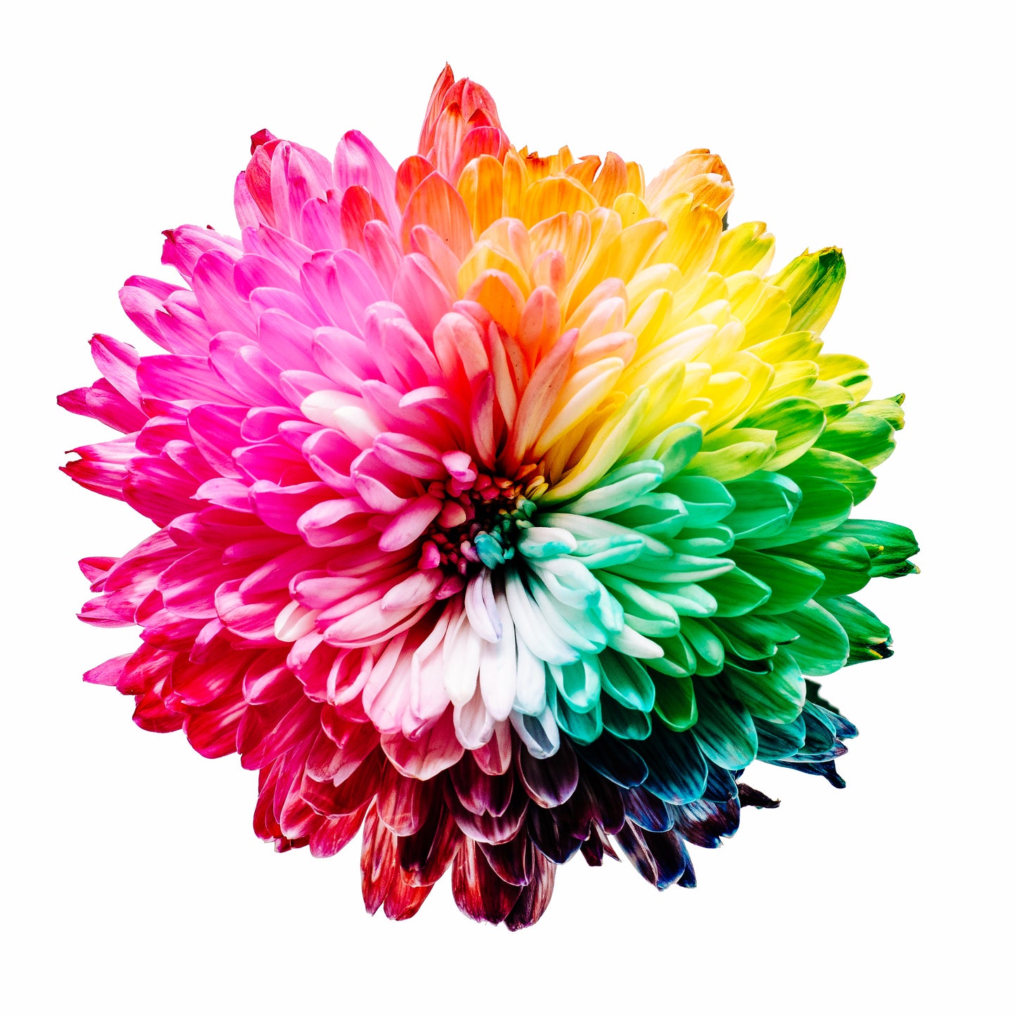 Multicolored Flower