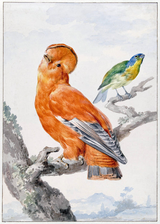 Two exotic birds (1762) painting by Aert Schouman,Originally from the Rijksmuseum