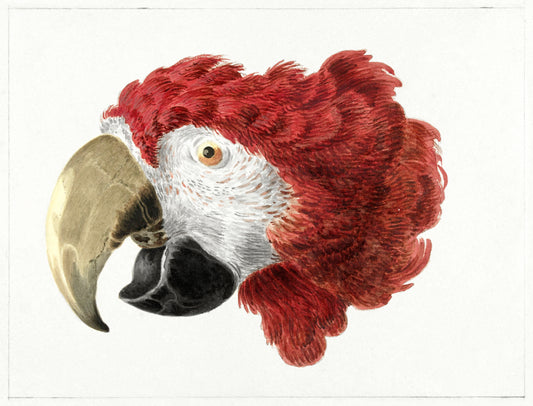 Head of a macaw(1725-1792) painting by Aert Schouman,originally from the Rijksmuseum