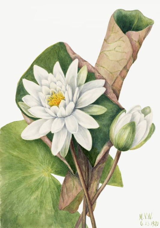 American Waterlily (Castalia Odorata)(1920)by Mary Vaux Walcott original from the Smithsonian