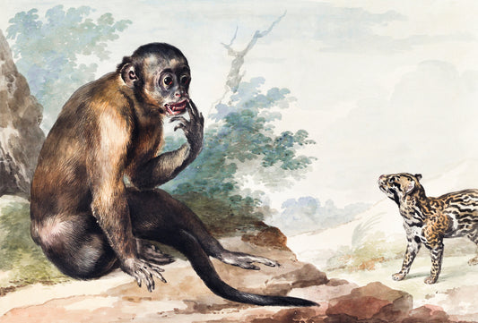 A monkey sitting on a Rock looking at a civet (1764) painting by Aert Schouman