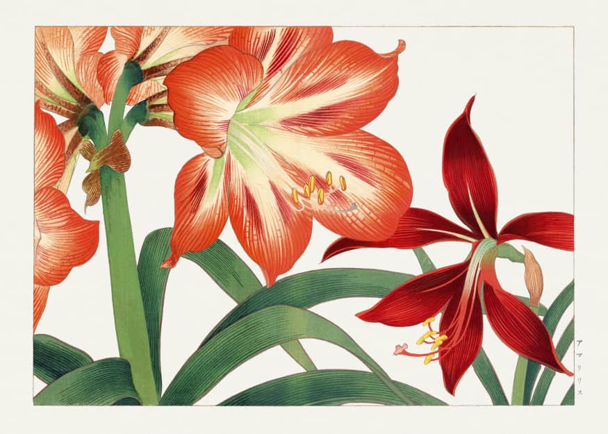 Vintage amaryllis flower,by Ukiyo e artwork from 1917 edition of Seiyo Soka...