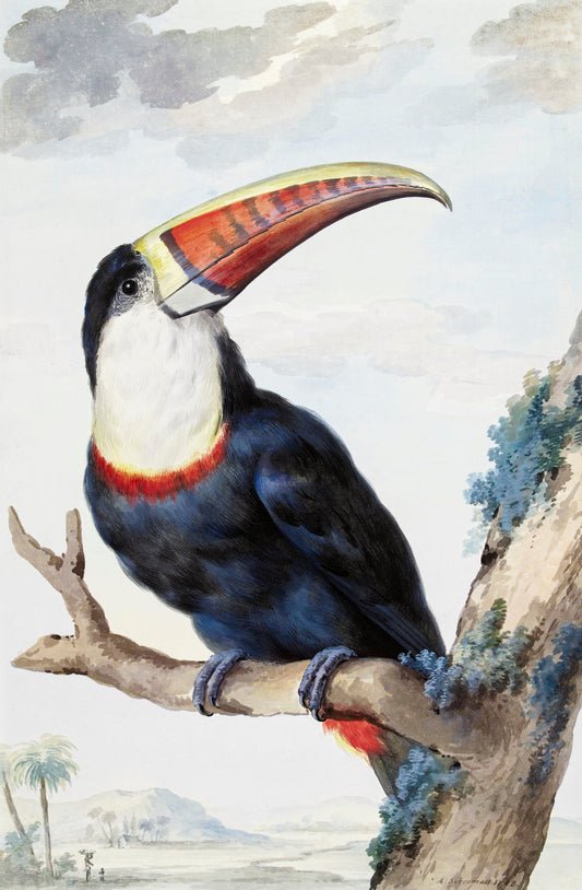 Red-billed Toucan(1748) painting by Aert Schouman originally from the Rijksmuseum