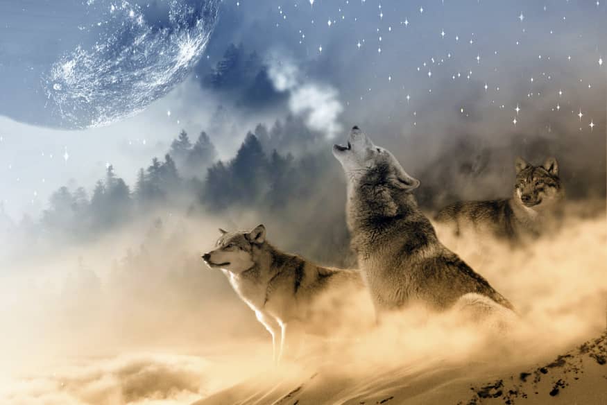 Aesthetic howling wolf,animal