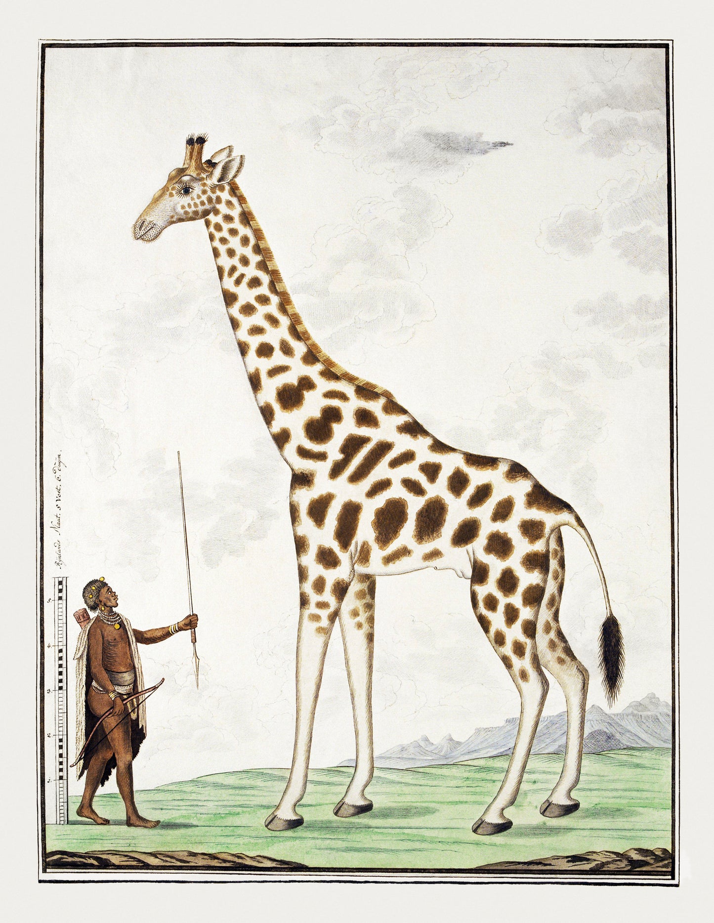 Giraffa camelopardalis: giraffe (1779) painting in high resolution by Robert Jacob Gordon. Original from the Rijksmuseum.